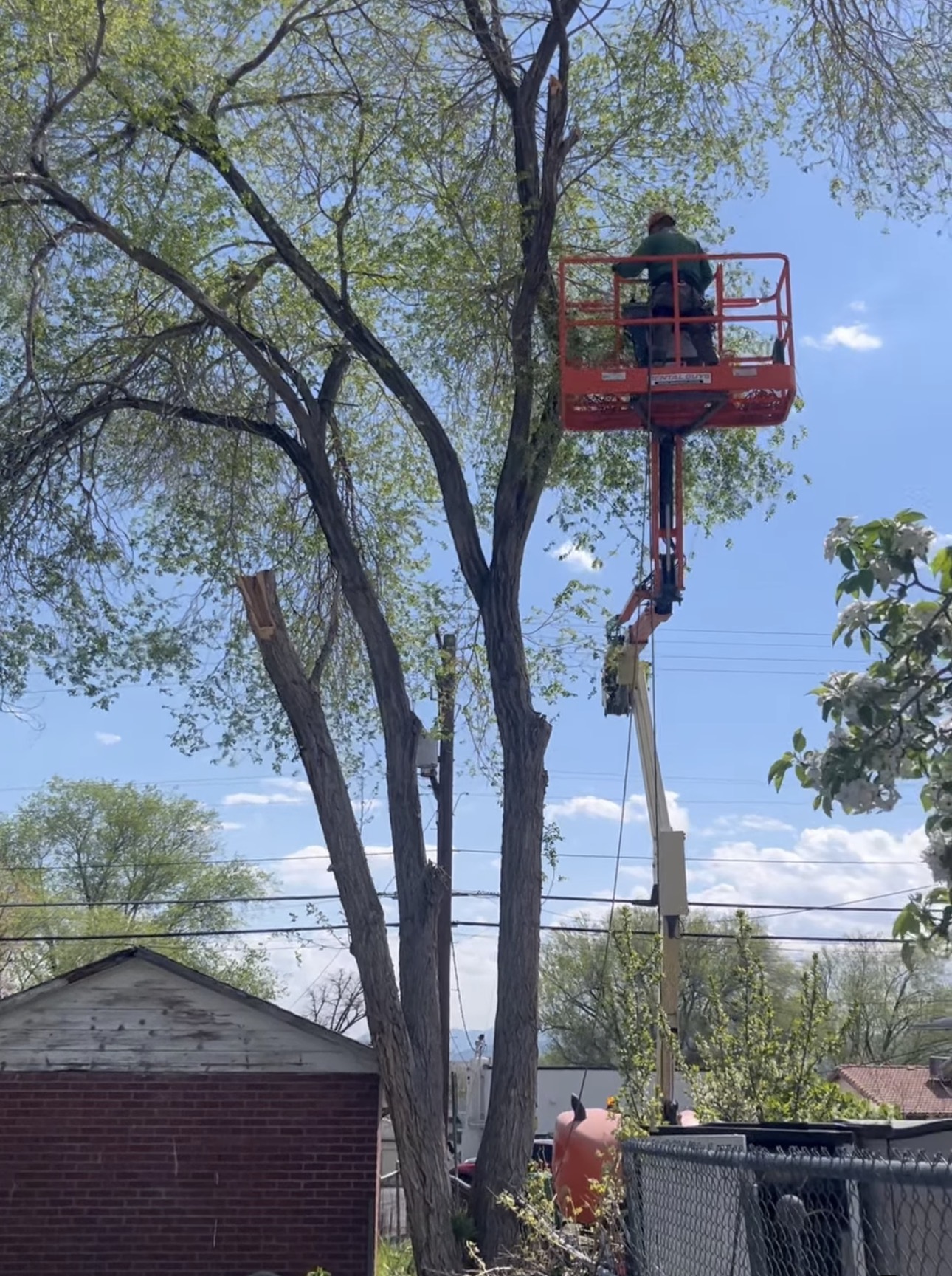 Tree work using an elevated work platform.