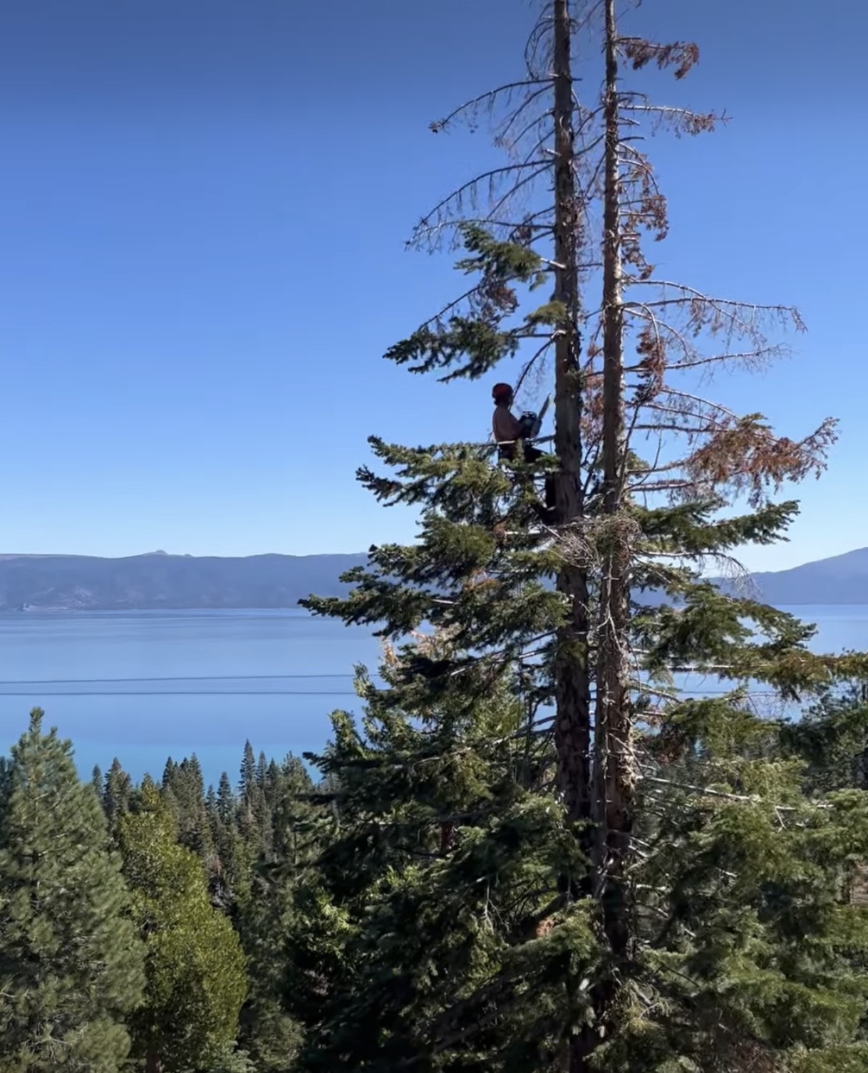 Tree work with Lake Tahoe in the background.