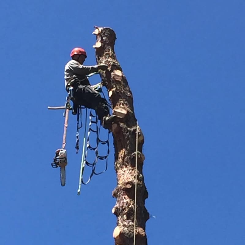 Billy climbing a tree with his work equipment.